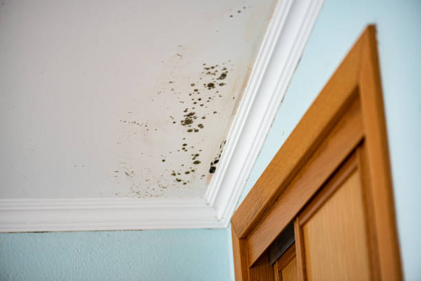 Mold Removal Process in West View, PA
