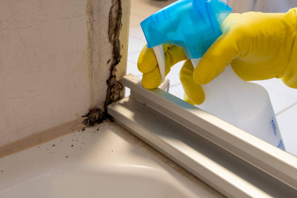 Best Residential Mold Removal  in West View, PA