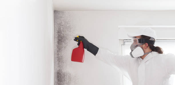 Best Attic Mold Removal  in West View, PA