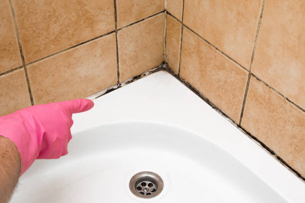 Best Certified Mold Removal  in West View, PA